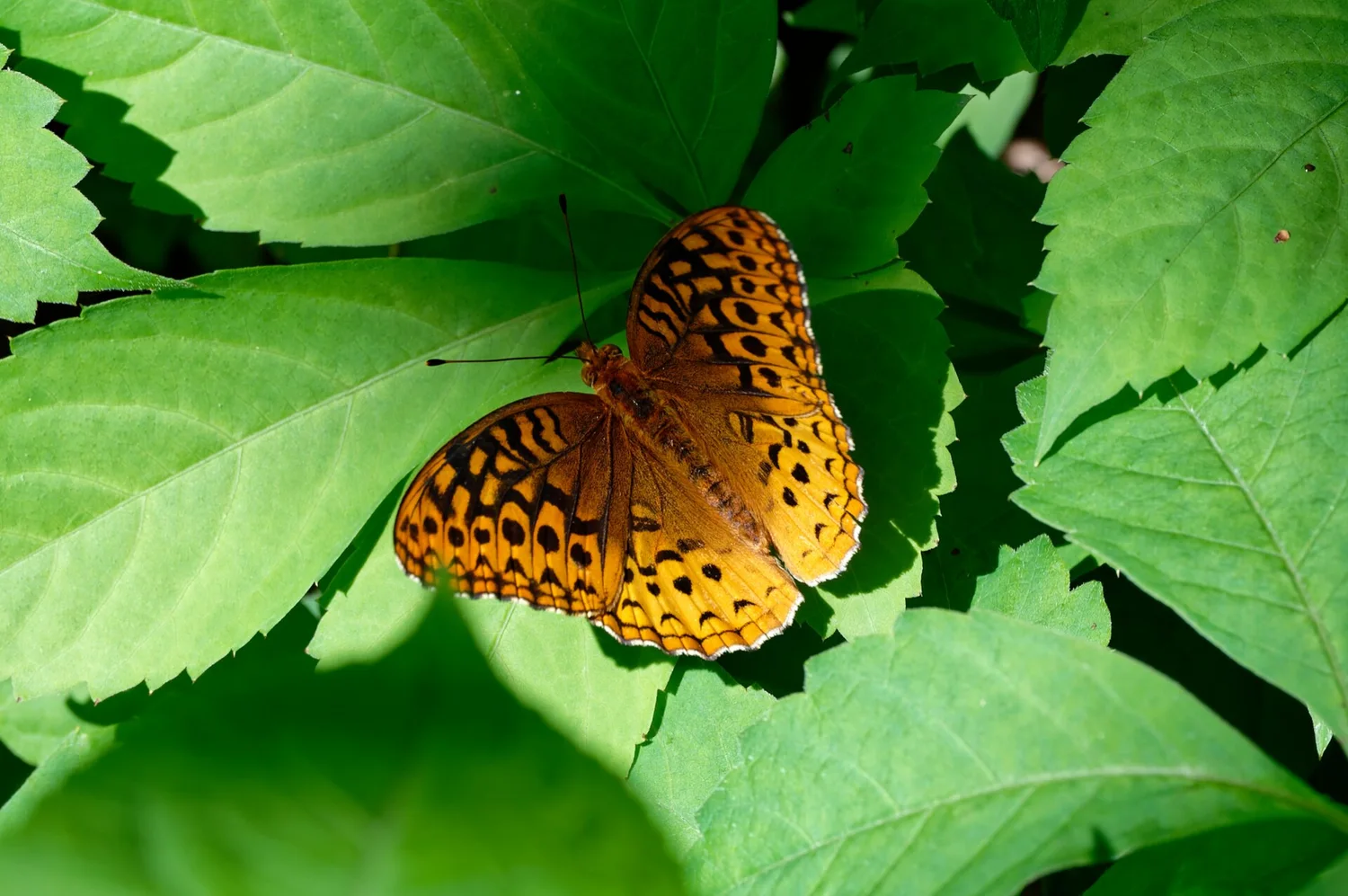 Great Spangled Fritillary