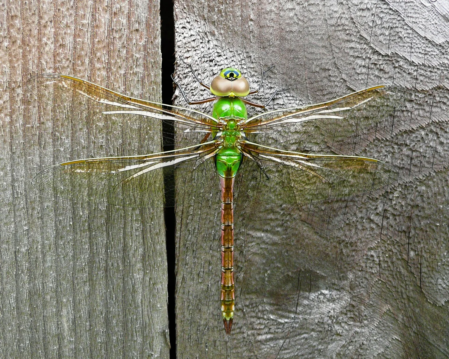 Common Green Darner