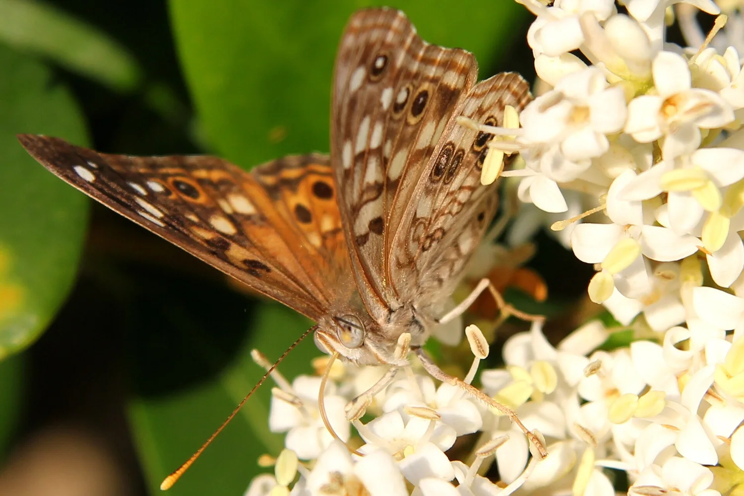 Hackberry Emperor