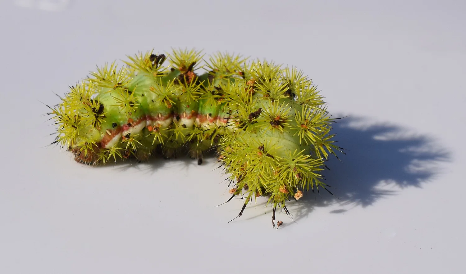 Io Moth
