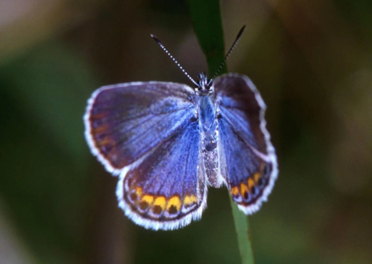 Karner Blue