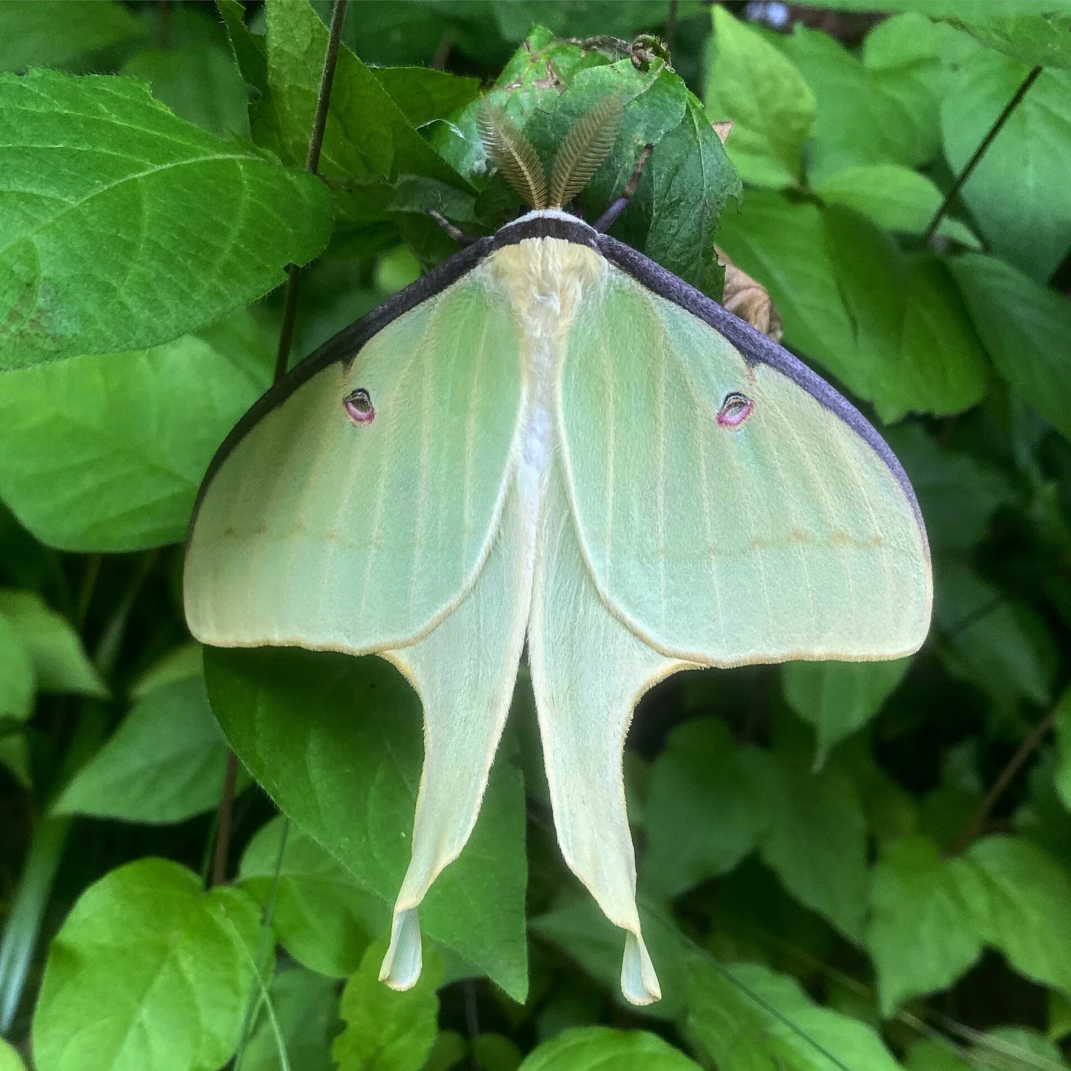 Luna Moth