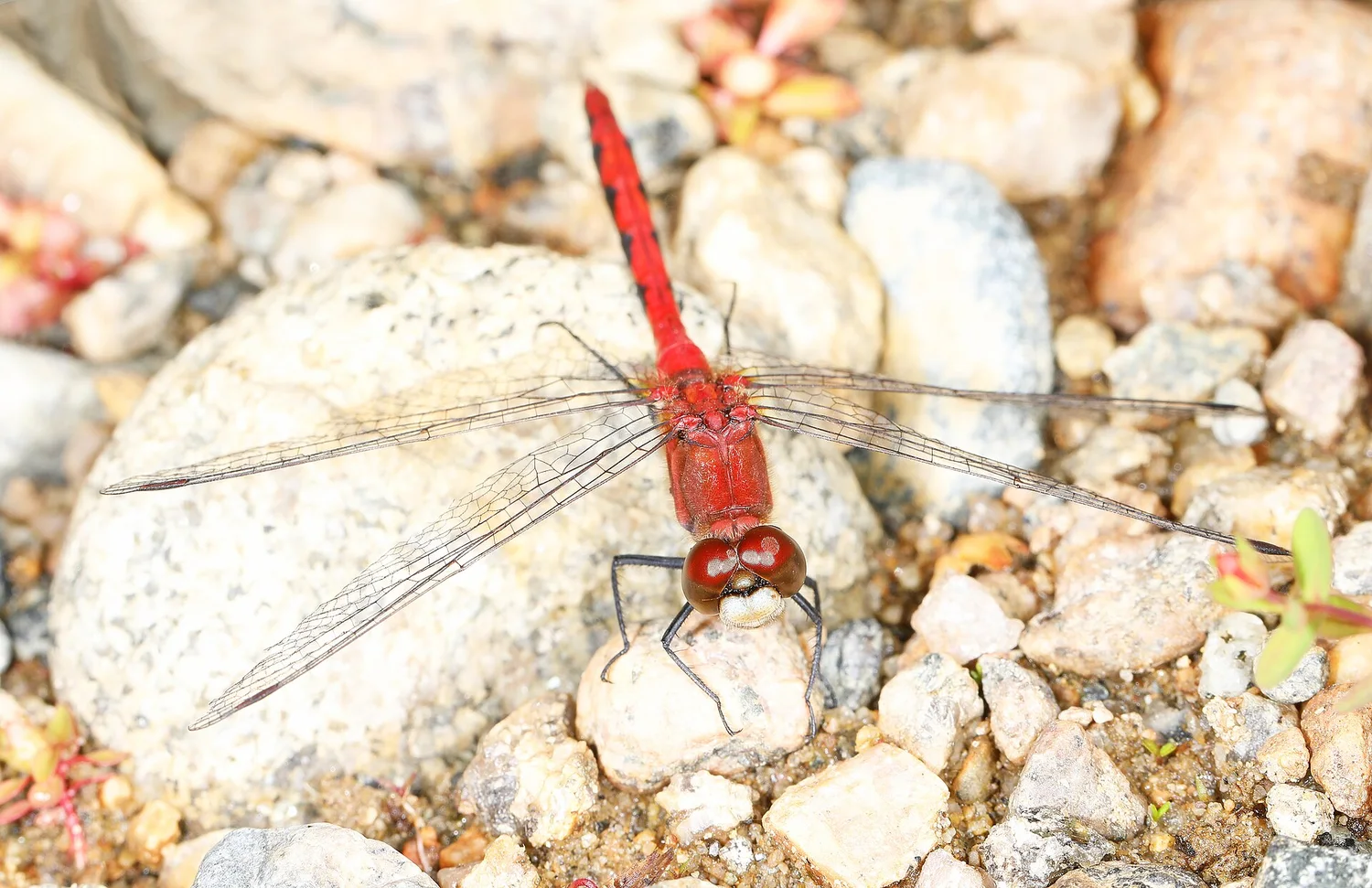 White-faced Meadowhawk