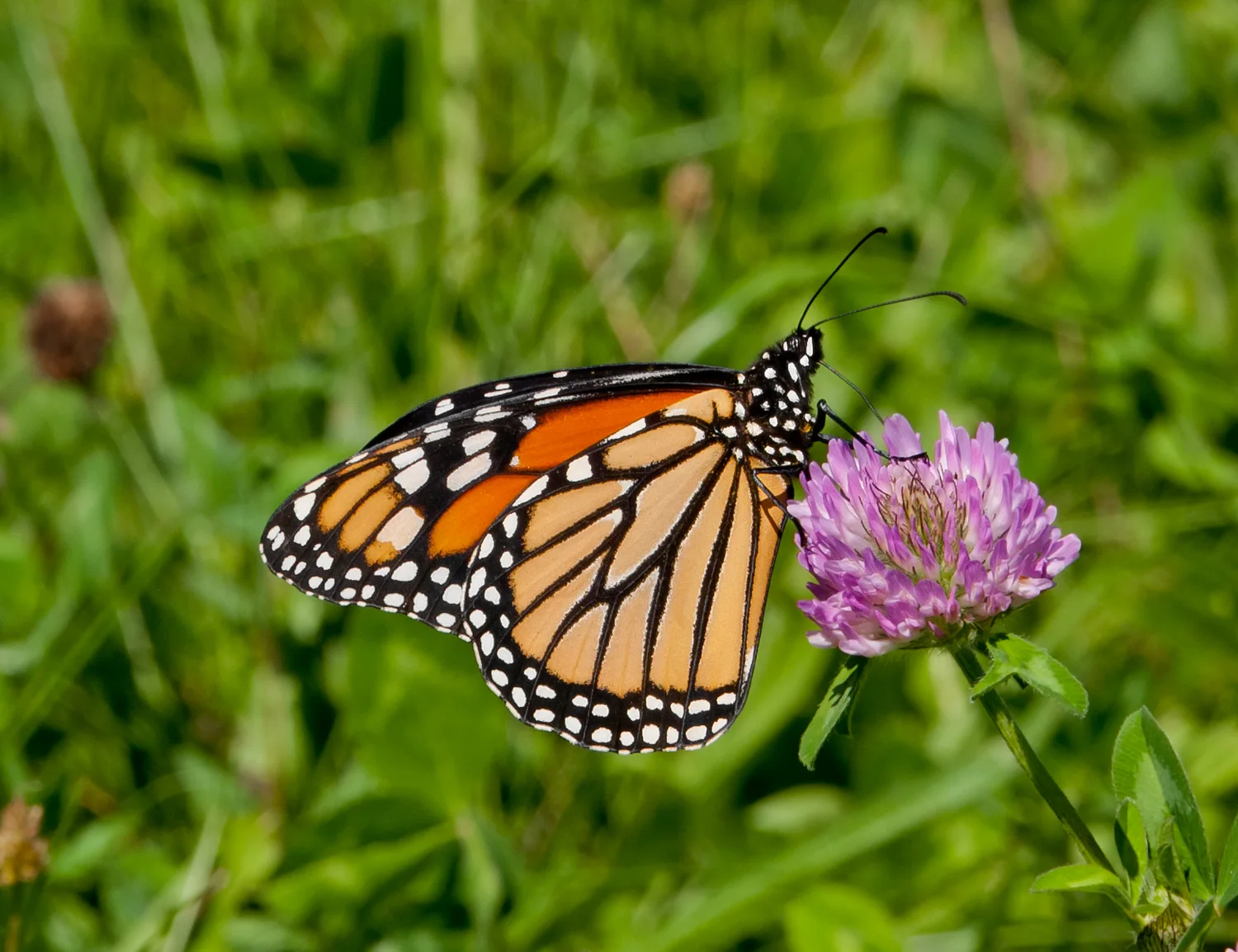 Monarch