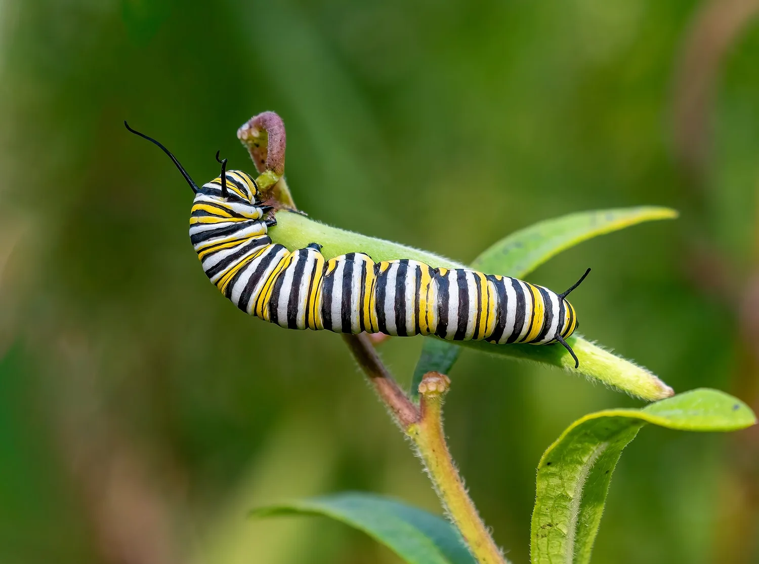 Monarch caterpillar on milkweed