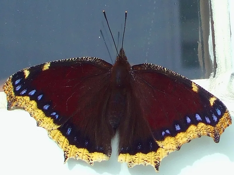 Mourning Cloak