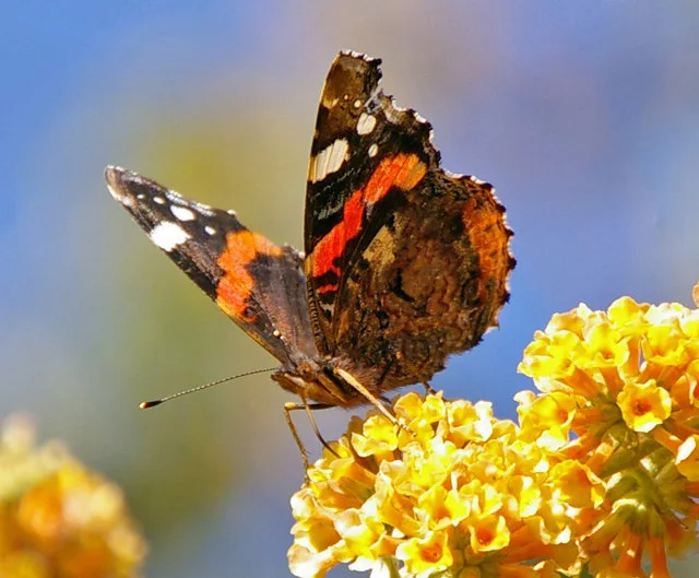 Red Admiral