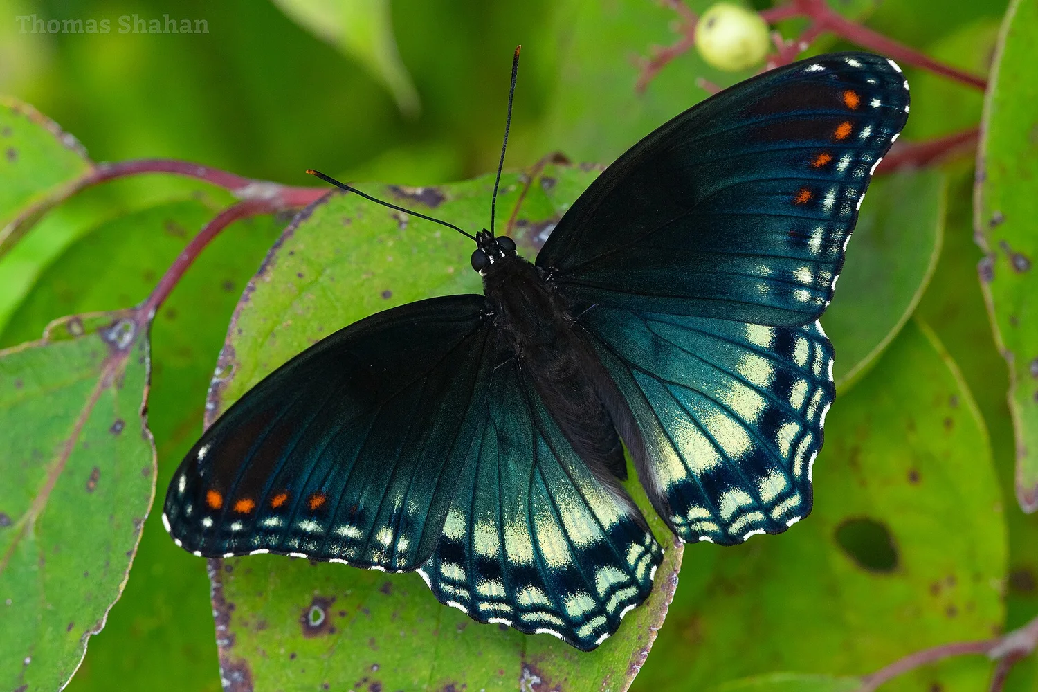Red-spotted Purple