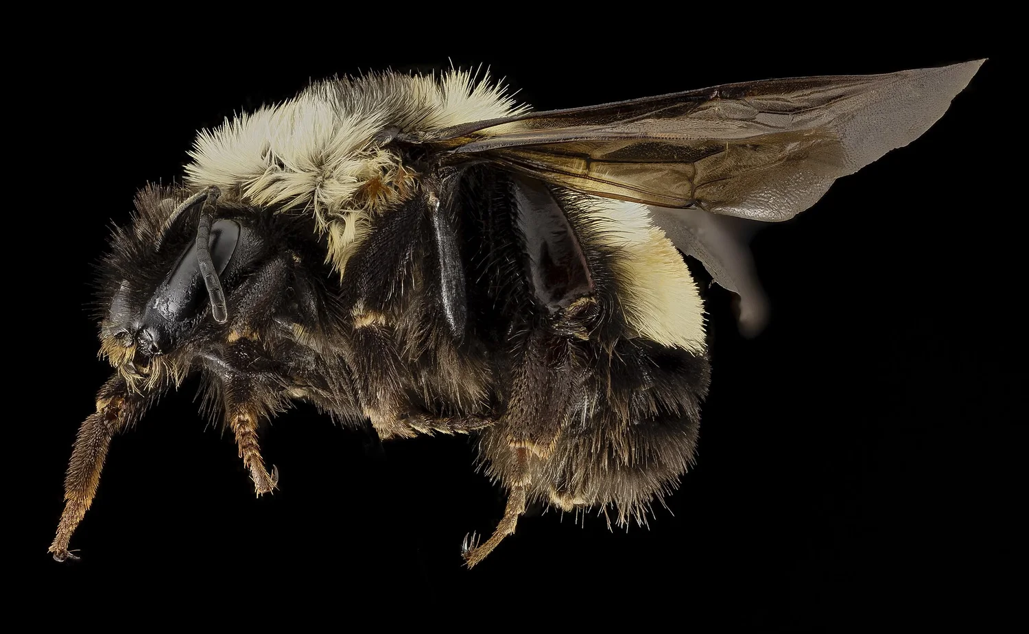 Rusty-patched bumble bee