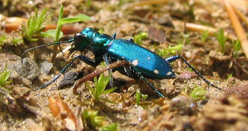 Six-spotted tiger beetle
