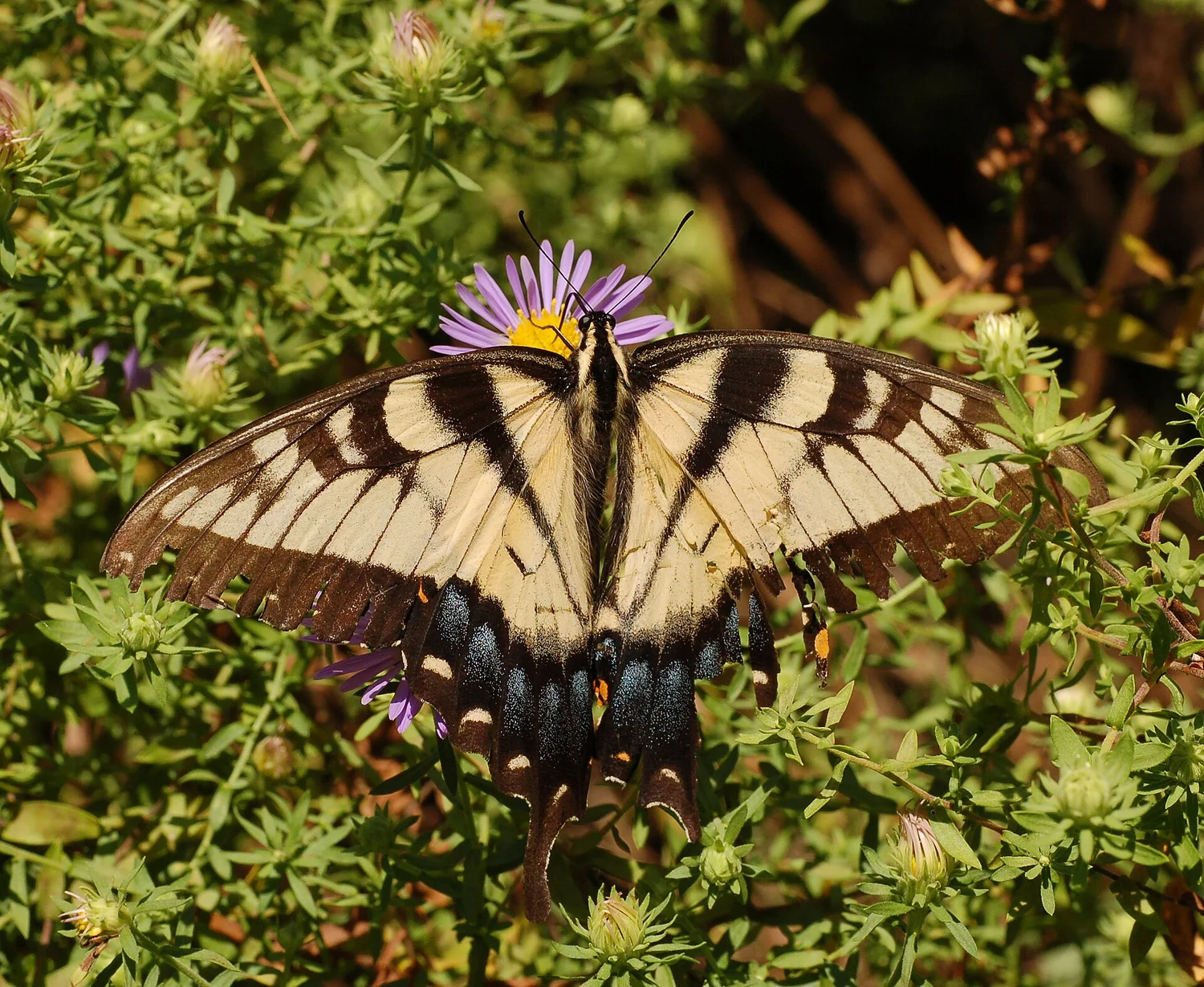 Eastern Tiger Swallowtail
