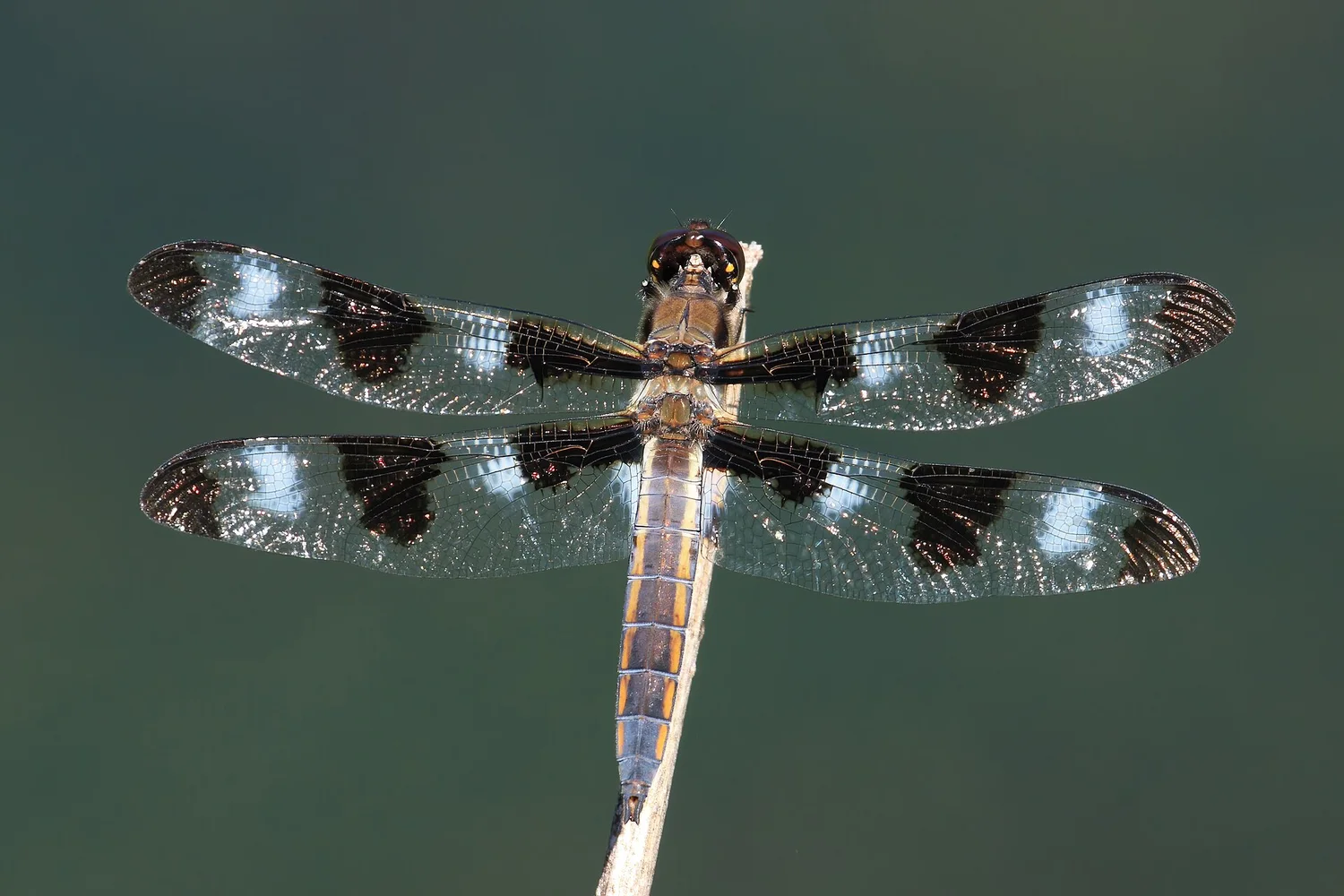 Twelve-spotted Skimmer