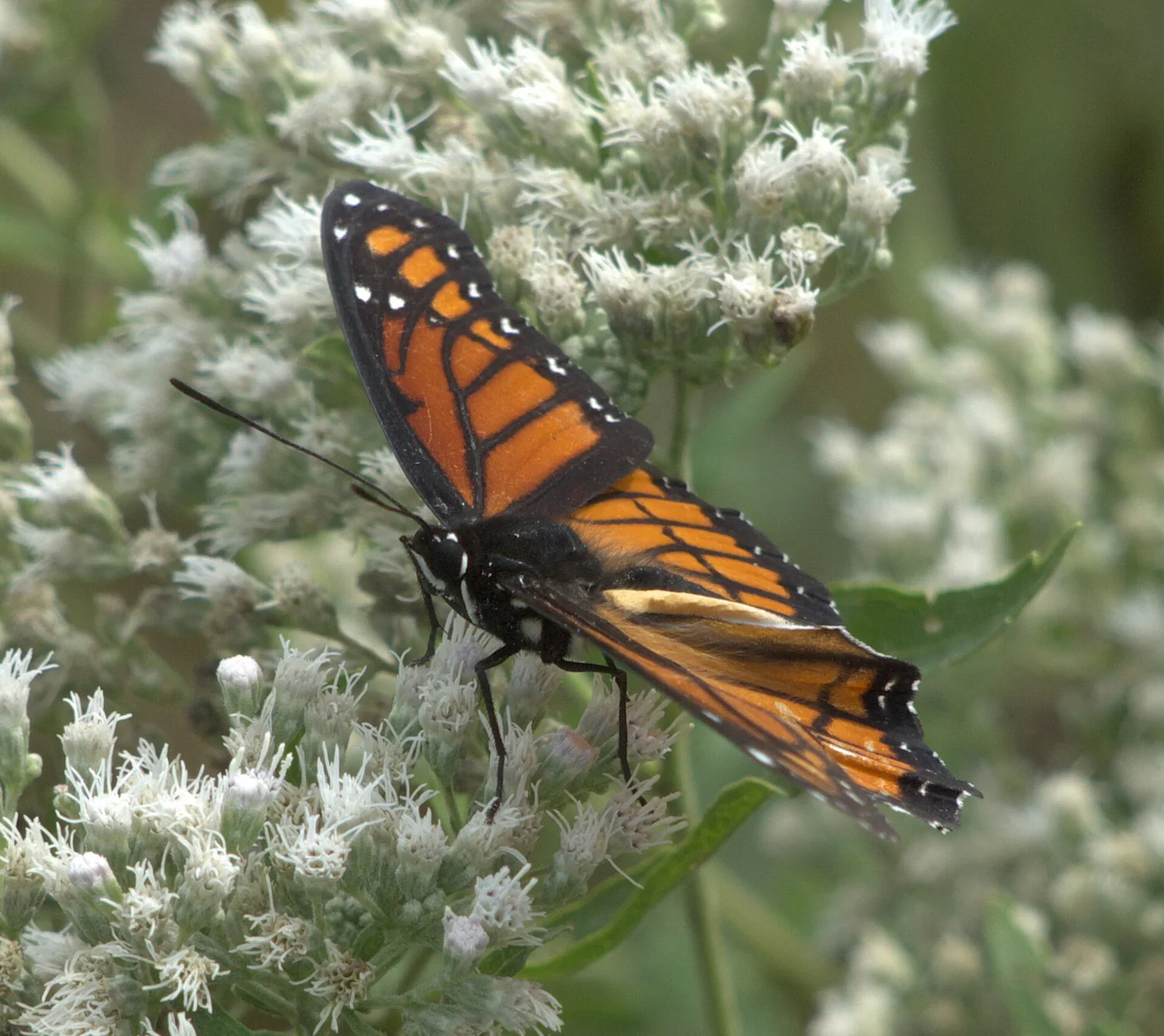 Viceroy