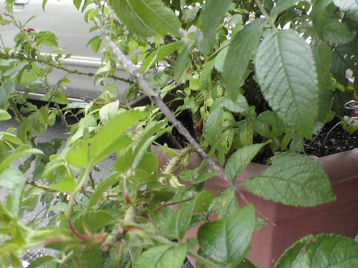 Northern walkingstick