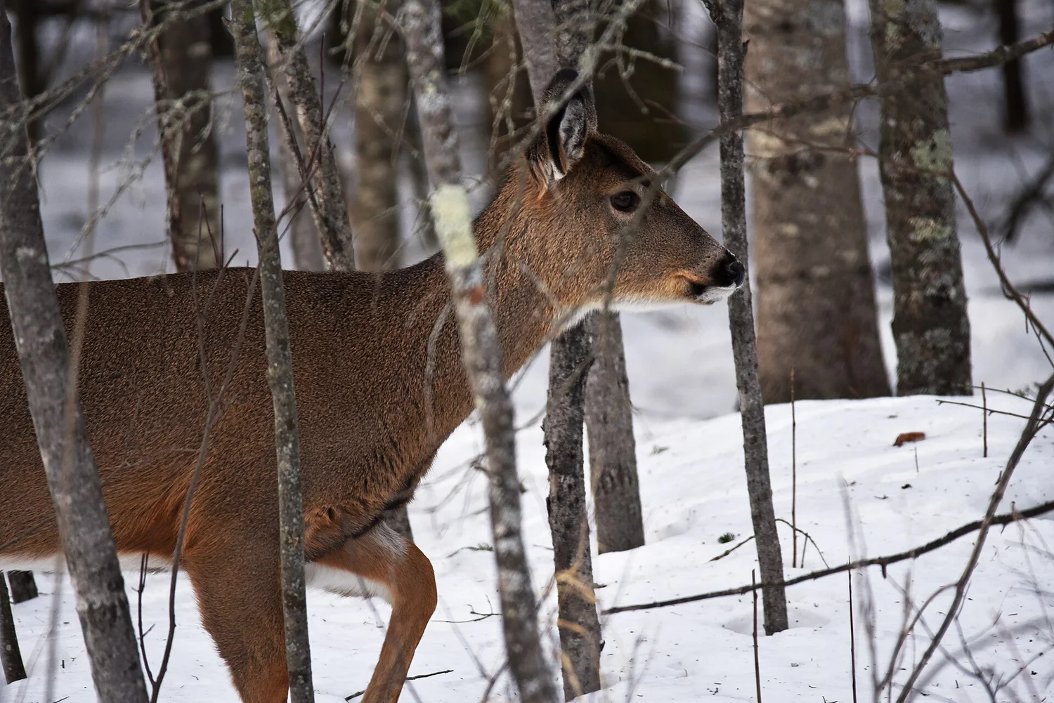 A white-tailed deer reading your winter garden
