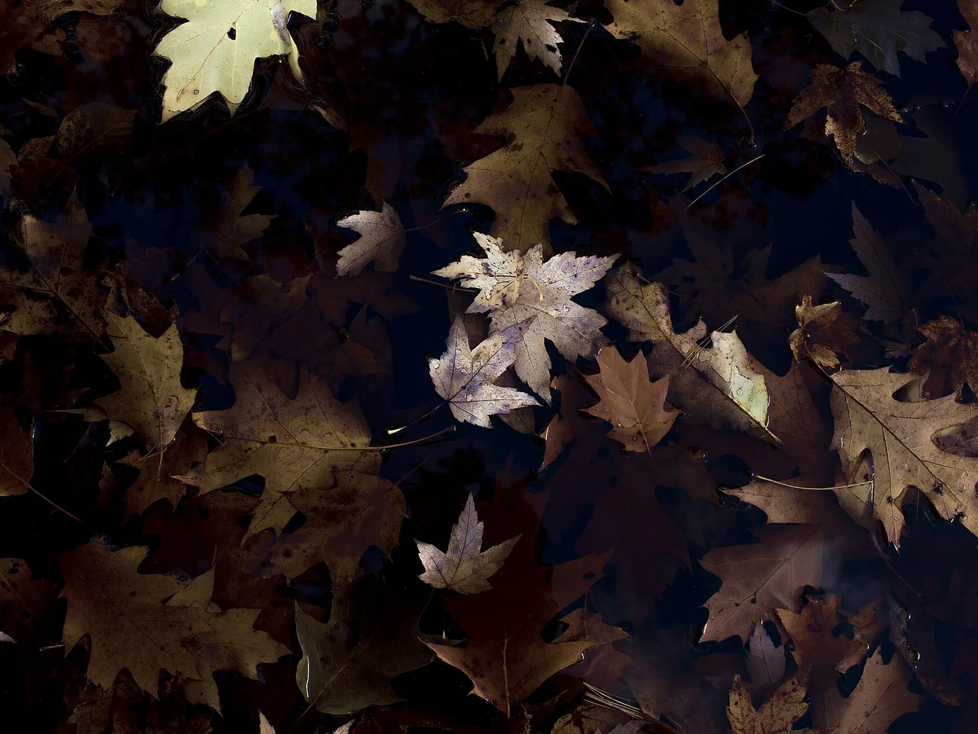 The most productive surface in the forest &mdash; the one most yards throw away