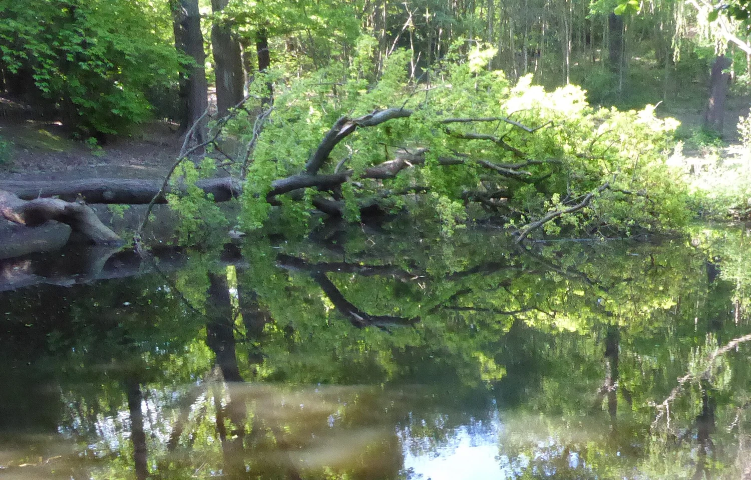 Still water in a wood &mdash; what the crease wants to be when it grows up