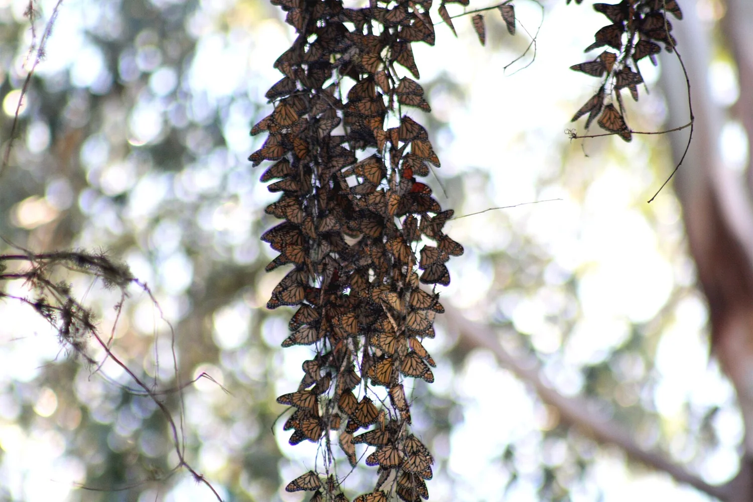 Monarchs massing on migration &mdash; every one was raised on someone&rsquo;s milkweed