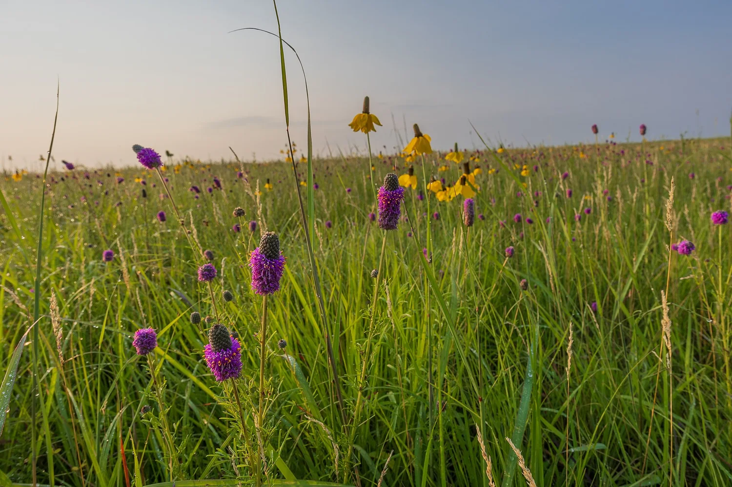 Tallgrass prairie in July &mdash; coneflower, clover, and the engine at full throttle