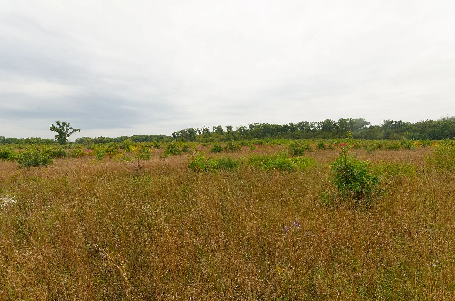 Oak savanna &mdash; the oldest design this ground has worn, and the goal of this chapter