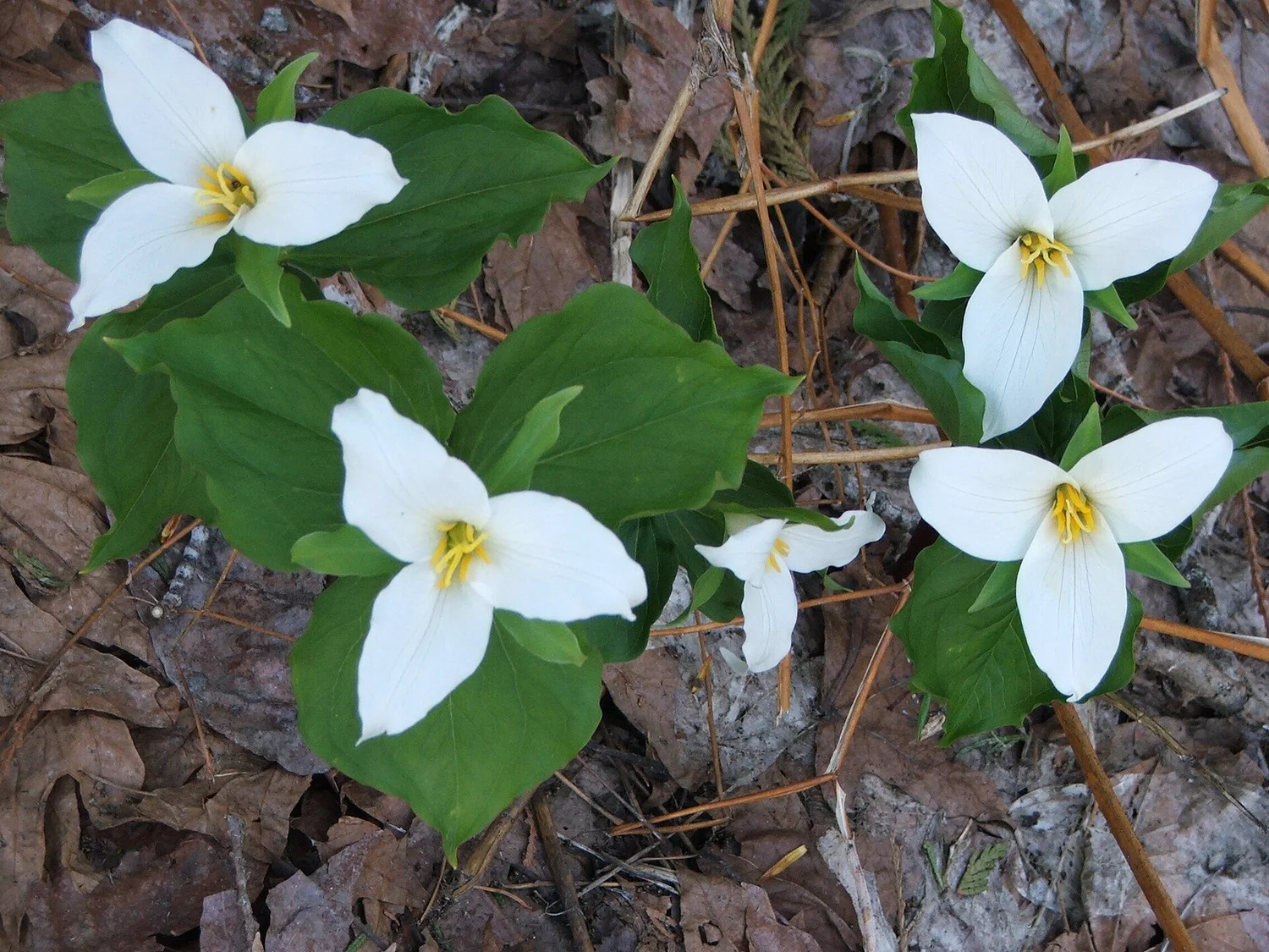 Spring wildflowers on an untidied forest floor &mdash; the reward for a careful trowel