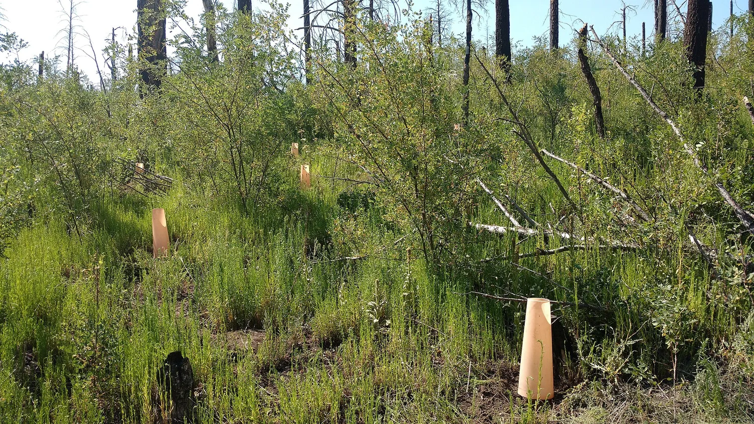 Tree shelters protecting a new planting